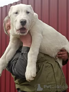 Photo №1. central asian shepherd dog - for sale in the city of Hurghada | 634$ | Announcement № 44868