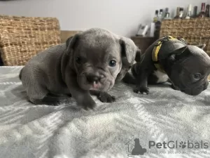 Photo №4. I will sell french bulldog in the city of Bryansk.  - price - 290$