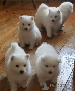 Photo №4. I will sell japanese spitz in the city of Alytus. private announcement - price - 1068$