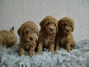 Photo №3. Toy Poodle puppies. Serbia