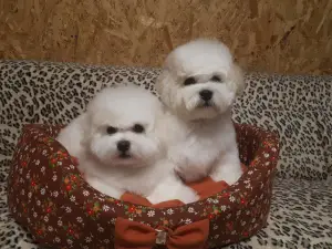 Additional photos: Bichon Frize Puppies