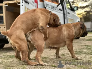 Additional photos: South African Boerboel Mastiff puppies