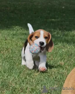 Additional photos: beagle puppies raised in a loving family home, 