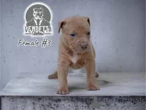 Additional photos: American pit bull terrier puppies