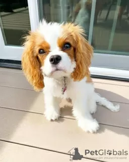 Photo №1. cavalier king charles spaniel - for sale in the city of Flagstaff | 400$ | Announcement № 127295