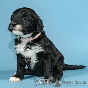 Photo №1. portuguese water dog - for sale in the city of Evora | negotiated | Announcement № 98484