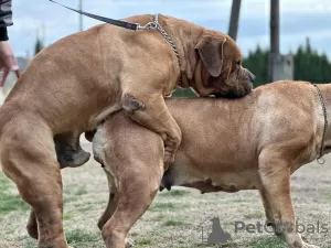 Photo №3. South African Boerboel Mastiff puppies. Serbia