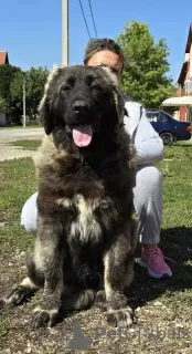 Photo №1. caucasian shepherd dog - for sale in the city of Нови Сад | Is free | Announcement № 118441