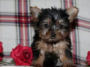 Photo №1. yorkshire terrier - for sale in the city of State Line | Is free | Announcement № 110093