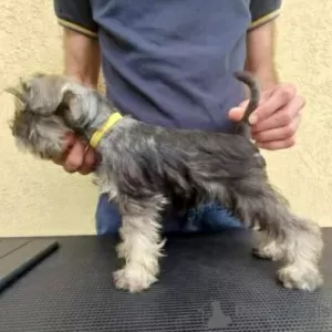 Additional photos: Miniature Schnauzer puppies