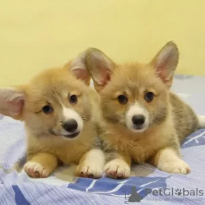 Photo №1. welsh corgi - for sale in the city of Brussels | 169$ | Announcement № 75550