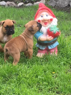 Additional photos: Boxer red-haired easter puppies