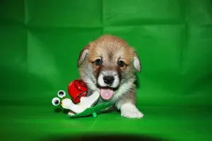 Photo №4. I will sell welsh corgi in the city of Ukhta. from nursery - price - 609$