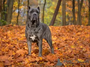 Additional photos: Cane corso puppies