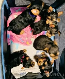 Photo №1. yorkshire terrier - for sale in the city of Valenciennes | 528$ | Announcement № 11629