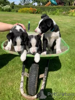 Photo №1. border collie - for sale in the city of Santa Rita | 650$ | Announcement № 56330