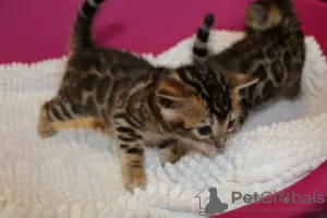 Photo №3. 2 lovely Bengal kittens for Adoption now. Poland