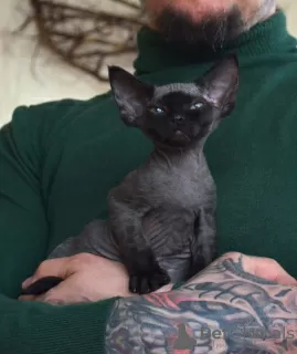 Additional photos: Devon Rex Kittens