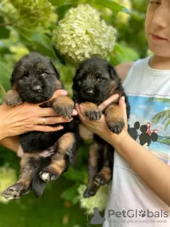 Additional photos: Beautiful GSD puppies from Europe for sale