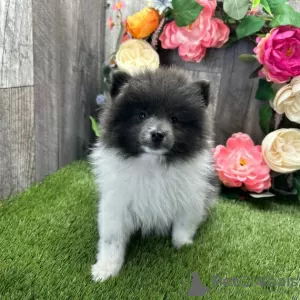 Photo №2 to announcement № 45613 for the sale of pomeranian - buy in United States private announcement