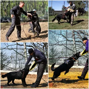 Photo №4. I will sell east-european shepherd in the city of Komsomolsk-on-Amur. from nursery - price - 455$