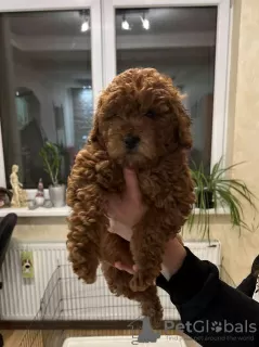 Additional photos: Red toy poodle puppies