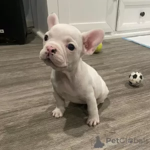 Additional photos: French bulldog puppies.