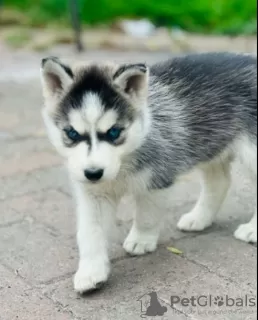 Photo №1. siberian husky - for sale in the city of Paris | negotiated | Announcement № 62775