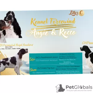 Photo №3. FCI Kennel Forcewind / English Springer spaniel /. Bulgaria