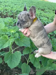 Additional photos: french bulldog puppies