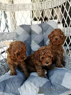 Additional photos: Red miniature poodle puppies