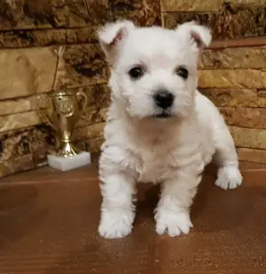 Photo №3. West Highland White Terrier with excellent pedigree from kennel CuttieWestie. Ukraine