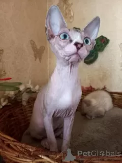 Photo №4. I will sell sphynx-katze in the city of White church. from nursery - price - 0$