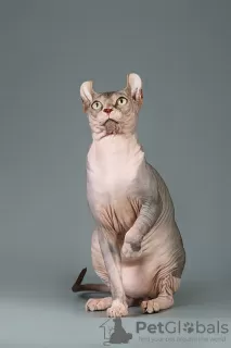 Photo №4. I will sell sphynx-katze in the city of New York. from nursery, breeder - price - negotiated