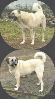 Photo №1. anatolian shepherd - for sale in the city of Kiev | 1057$ | Announcement № 34546