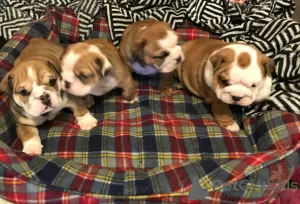 Photo №3. Stunning English Bulldog Puppies for sale.. Australia