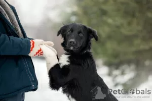 Photo №2 to announcement № 33352 for the sale of non-pedigree dogs - buy in Russian Federation private announcement