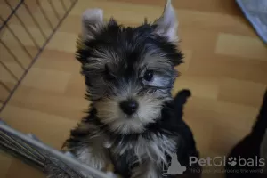 Photo №1. yorkshire terrier - for sale in the city of Анталья | negotiated | Announcement № 37622