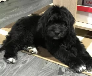 Additional photos: Bernedoodle f1