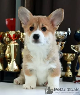 Photo №3. Welsh Corgi Pembroke puppies from titled parents. Belarus