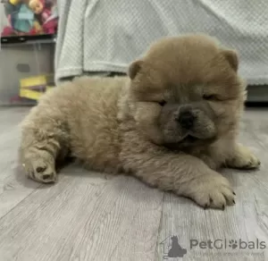 Photo №3. Amazing Chow Chow puppies,. United Kingdom