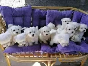 Photo №1. maltese dog - for sale in the city of Johnstown | 400$ | Announcement № 129545