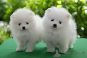 Photo №1. pomeranian - for sale in the city of Зальцбург | 350$ | Announcement № 114237