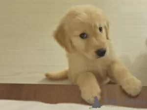 Photo №1. golden retriever - for sale in the city of Задар | negotiated | Announcement № 96356