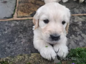 Photo №1. golden retriever - for sale in the city of Tampere | 338$ | Announcement № 123480