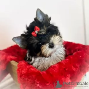 Photo №1. yorkshire terrier - for sale in the city of Bielefeld | Is free | Announcement № 128394