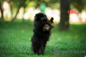 Additional photos: pomeranian puppies