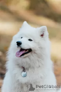 Additional photos: Samoyed puppies