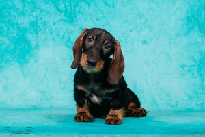 Additional photos: Wirehaired dachshund's puppies