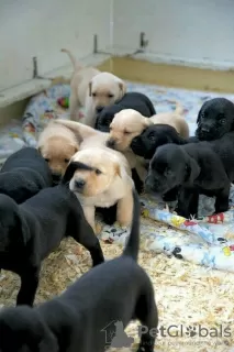 Photo №1. labrador retriever - for sale in the city of Lissendorf | 150$ | Announcement № 129754